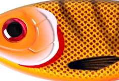 CWC035-Dirty Rio Tetra